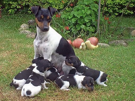 Brazilian Terrier with puppies