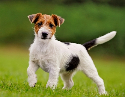 parson russell terrier image