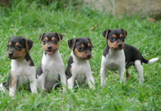 Brazilian Terrier young dogs