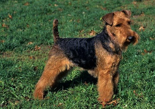 Welsh Terrier picture