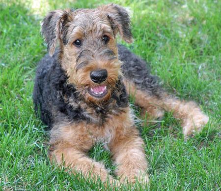 image of airedale terrier pups