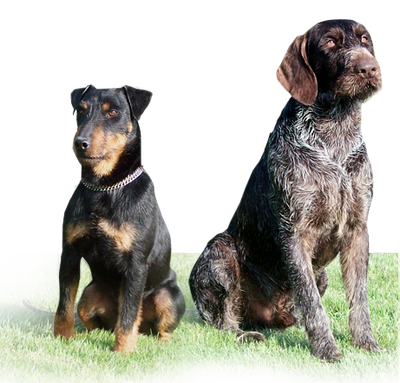 german jagdterrier puppies for sale